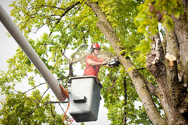 The Steps Involved in Our Tree Care Process in Grantley, PA